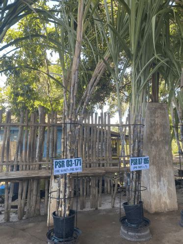 84-524 sugarcane variety|Martin: PHILSURIN varieties can mitigate high cost of .